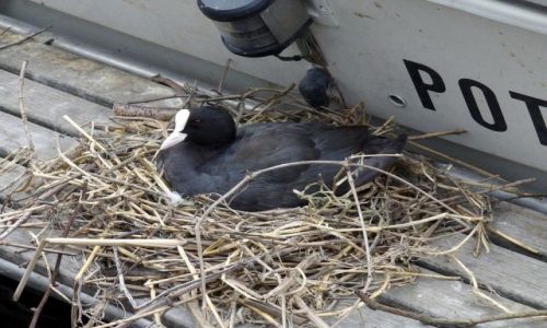 Zdjęcie NIEMCY / Berlin / marina na kanale / Gniado łyski na