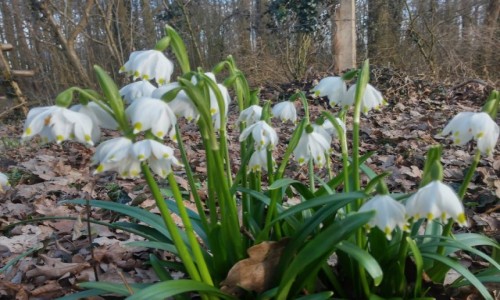 Zdjęcie NIEMCY / vechta / bakum / przedwiośnie :)