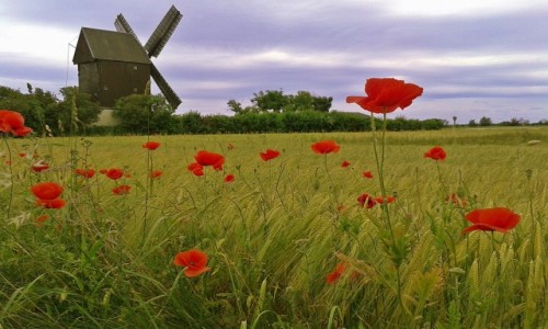 Zdjęcie NIEMCY / Sachsen Anchalt / Sachsendorf / Maki