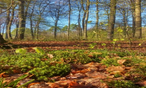 Zdjęcie NIEMCY / Aachen / pogranicze niemiecko - belgijskie / leśny raj...