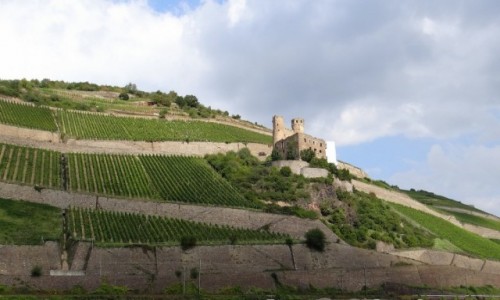 Zdjęcie NIEMCY / Hessen / Rüdesheim am Rhein / Kraina winem płynąca