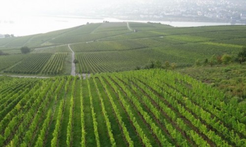 Zdjecie NIEMCY / Hessen / Rdesheim am Rhein / Mgliste marzenia