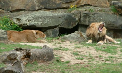 Zdjecie NIEMCY / brandenburgia / berlin / zoo3
