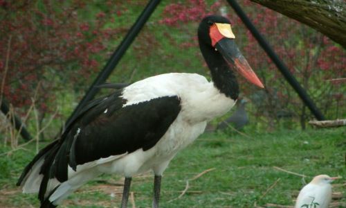 Zdjecie NIEMCY / brandenburgia / berlin / zoo2