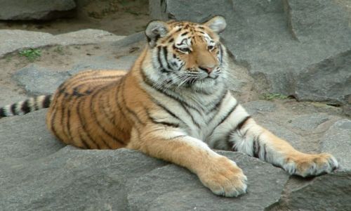 Zdjecie NIEMCY / brandenburgia / berlin / zoo8