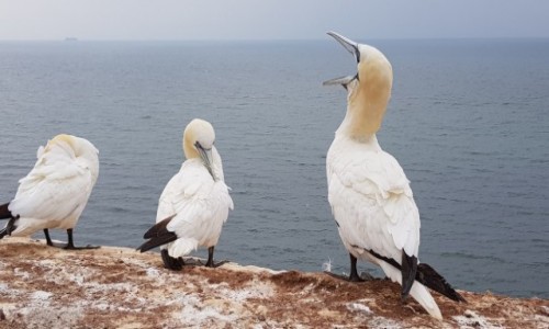 Zdjcie NIEMCY / Niemcy  / Wyspa Helgoland / Rnica zda