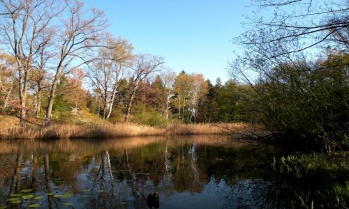 Zdjecie NIEMCY / Berlin / park / Staw parkowy