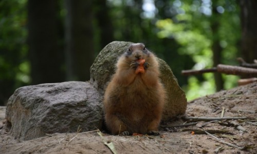 Zdjcie NIEMCY / Pnocne Niemcy / Wolfcenter Drverden / Wiosenna nadwaga