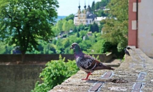 Zdjecie NIEMCY / - / Wurzburg / Jestem pikny;)