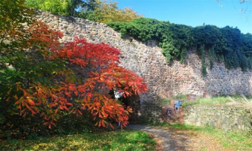 Zdj�cie NIEMCY / Brandenburgia / Gartz (Oder) / Jesie� w Gartz (Oder)