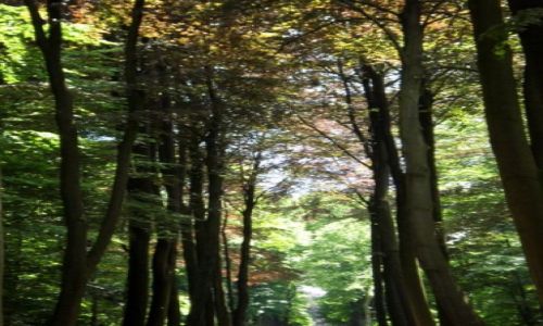 Zdjęcie NIEMCY / okolice  Dortmundu / Nordkirchen / park palacowy