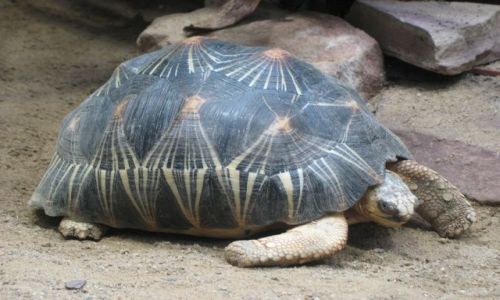 Zdjęcie NIEMCY / Brandenburgia / Berlin zoo / żółw