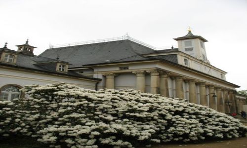 Zdjęcie NIEMCY / Saksonia / Pillnitz / rododendron przed pałacem