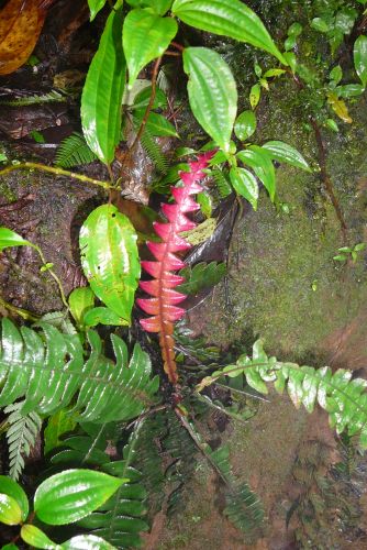 Zdjęcia: Madera, Ometepe, na wulkanie, NIKARAGUA Zdjęcia: Madera, Ometepe, na wulkanie, NIKARAGUA