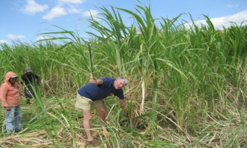 Zdjęcie NIKARAGUA / - /   Nikaragua / Zbiór trzciny cukrowej
