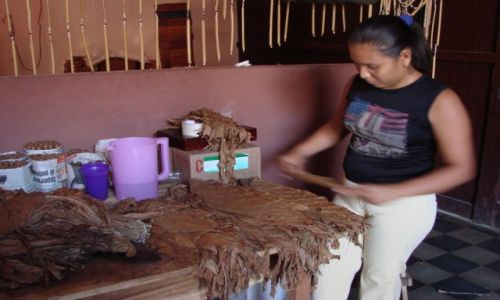 Zdjcie NIKARAGUA / Managua / Managua / Sortowaanie lici tytoniu