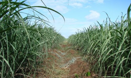 Zdjcie NIKARAGUA / Managua / okolice Managua / Trzecina cukrowa