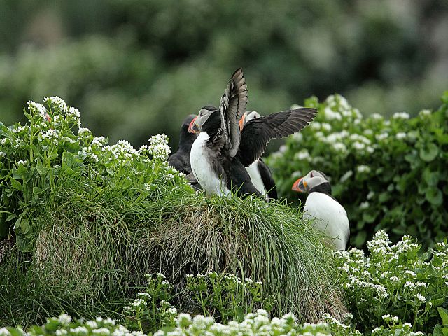 Zdjęcia: Klif na Półwyspie Varanger, maskonury, NORWEGIA Zdjęcia: Klif na Półwyspie Varanger, maskonury, NORWEGIA