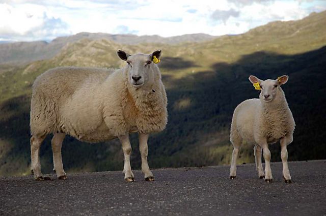 Zdjęcia: okolice Galdhopiggen, Jotunheimen, dobrze jest patrzeć w tym samym kierunku, NORWEGIA Zdjęcia: okolice Galdhopiggen, Jotunheimen, dobrze jest patrzeć w tym samym kierunku, NORWEGIA