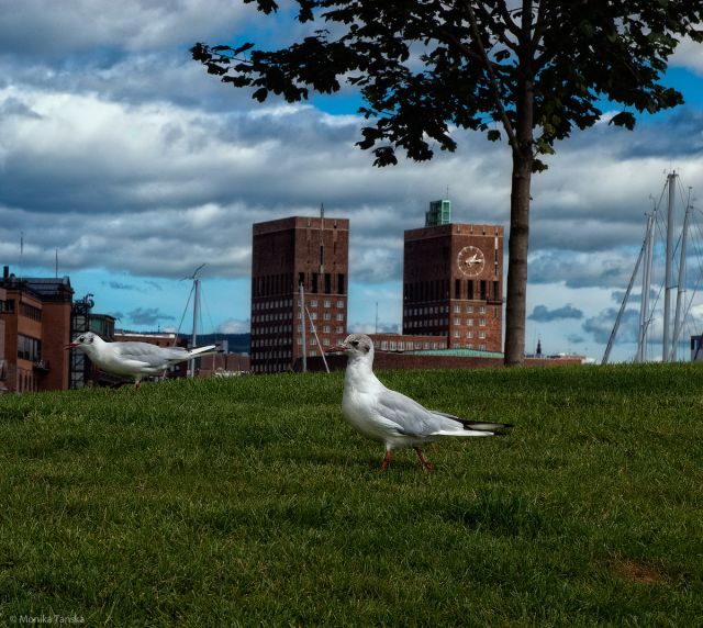 Zdjęcia: Oslo, Widok na Ratusz, NORWEGIA Zdjęcia: Oslo, Widok na Ratusz, NORWEGIA