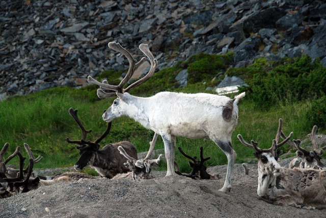 Zdj cia: Olderfjord, Finmark, Renifery tundrowe, NORWEGIA