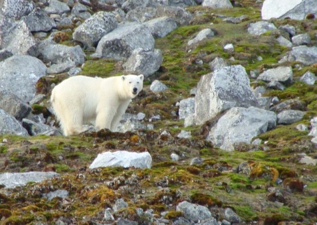 Zdj cia: Magdalenafiord, Szpicbergen, Misio, NORWEGIA