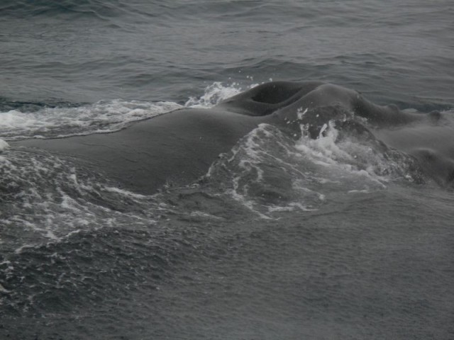 Zdj cia: Morze Barentsa, Szpicbergen, Humbak, NORWEGIA