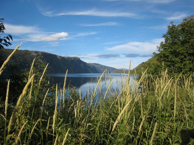 Zdjęcia: miedzy berg. a trondheim, trawa morska, NORWEGIA Zdjęcia: miedzy berg. a trondheim, trawa morska, NORWEGIA
