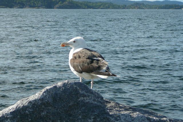 Zdjęcia: nad jeziorem, Larvik, Co tu złowić, NORWEGIA Zdjęcia: nad jeziorem, Larvik, Co tu złowić, NORWEGIA