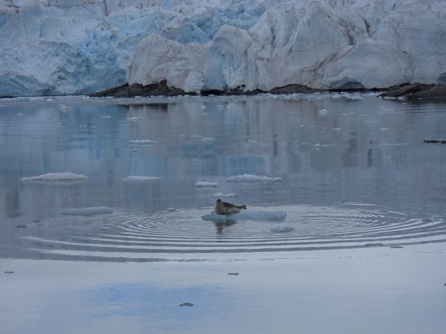 Zdjęcia: Morze Grenlandzkie, Svalbard, Foka na krze lodu , NORWEGIA Zdjęcia: Morze Grenlandzkie, Svalbard, Foka na krze lodu , NORWEGIA