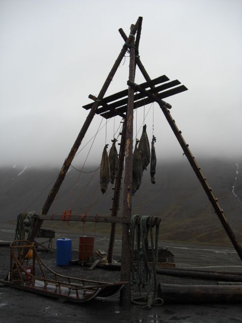 Zdjęcia: Longyearbyen, Svalbard, Pułapka na niedzwiedzie, NORWEGIA Zdjęcia: Longyearbyen, Svalbard, Pułapka na niedzwiedzie, NORWEGIA