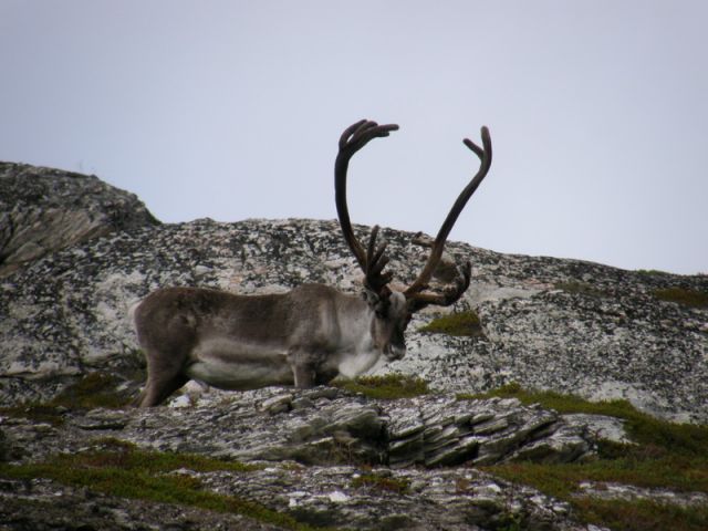 Zdjęcia: Alta, Finmark, Renifer, NORWEGIA Zdjęcia: Alta, Finmark, Renifer, NORWEGIA