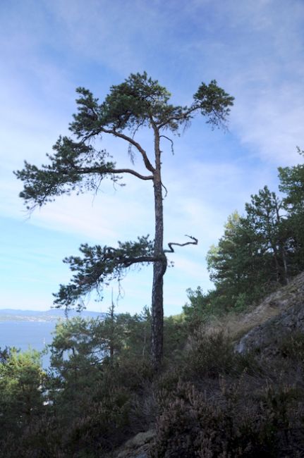 Zdjęcia: Polwysep Nesoden, Oslo, Limba- chyba jednak nie, NORWEGIA Zdjęcia: Polwysep Nesoden, Oslo, Limba- chyba jednak nie, NORWEGIA