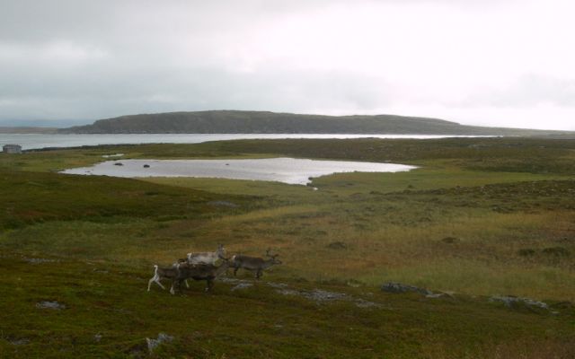 Zdjęcia: Nordkapp, Finmark, Mieszkańcy Północy, NORWEGIA Zdjęcia: Nordkapp, Finmark, Mieszkańcy Północy, NORWEGIA
