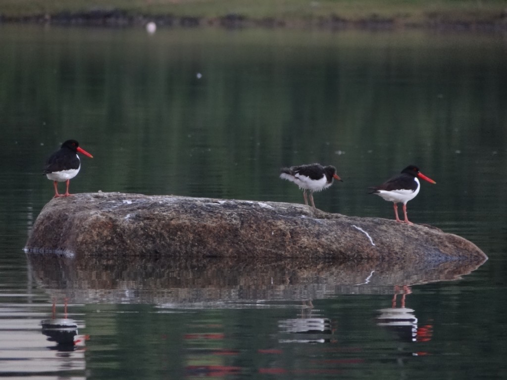 Zdjęcia: Norwegia, Norwegia, Spotkanie, NORWEGIA Zdjęcia: Norwegia, Norwegia, Spotkanie, NORWEGIA