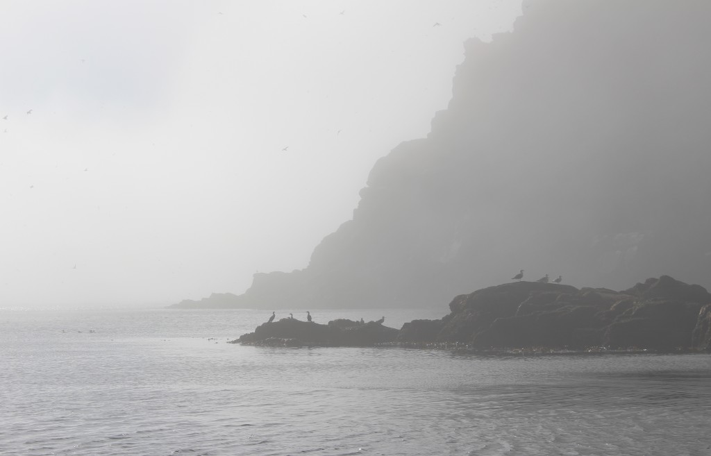 Zdjęcia: Gjesvaer, Finnmark, ptaki we mgle, NORWEGIA Zdjęcia: Gjesvaer, Finnmark, ptaki we mgle, NORWEGIA