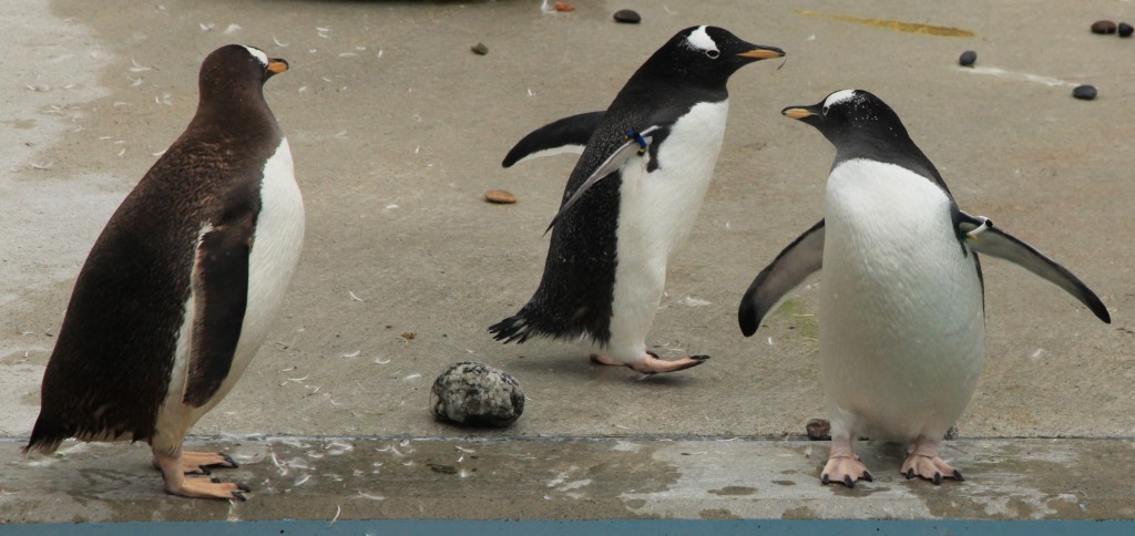 Zdjęcia: Oceanarium, Bergen, Z życia pingwinów, NORWEGIA Zdjęcia: Oceanarium, Bergen, Z życia pingwinów, NORWEGIA