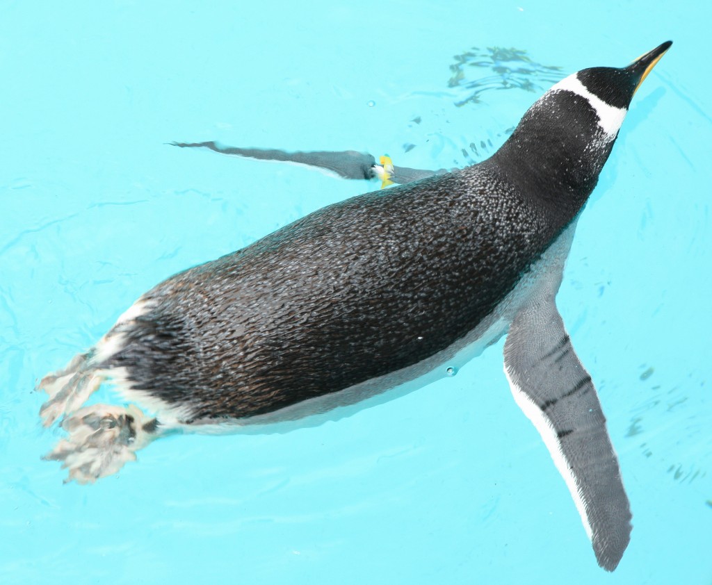 Zdjęcia: Oceanarium, Bergen, W wodzie, NORWEGIA Zdjęcia: Oceanarium, Bergen, W wodzie, NORWEGIA