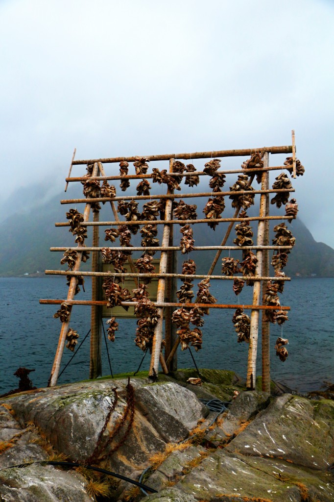 Zdjęcia: Lofoty w drodze do A, Lofoty, stockfish.., NORWEGIA Zdjęcia: Lofoty w drodze do A, Lofoty, stockfish.., NORWEGIA