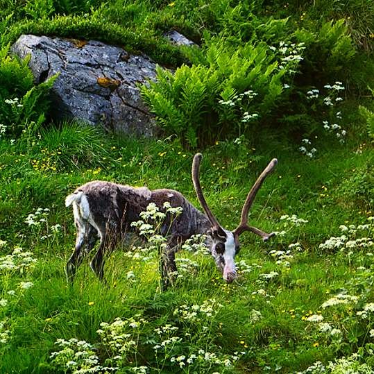 Zdjęcia: Nordkapp, pólnocna Norwegia, renifer, NORWEGIA Zdjęcia: Nordkapp, pólnocna Norwegia, renifer, NORWEGIA