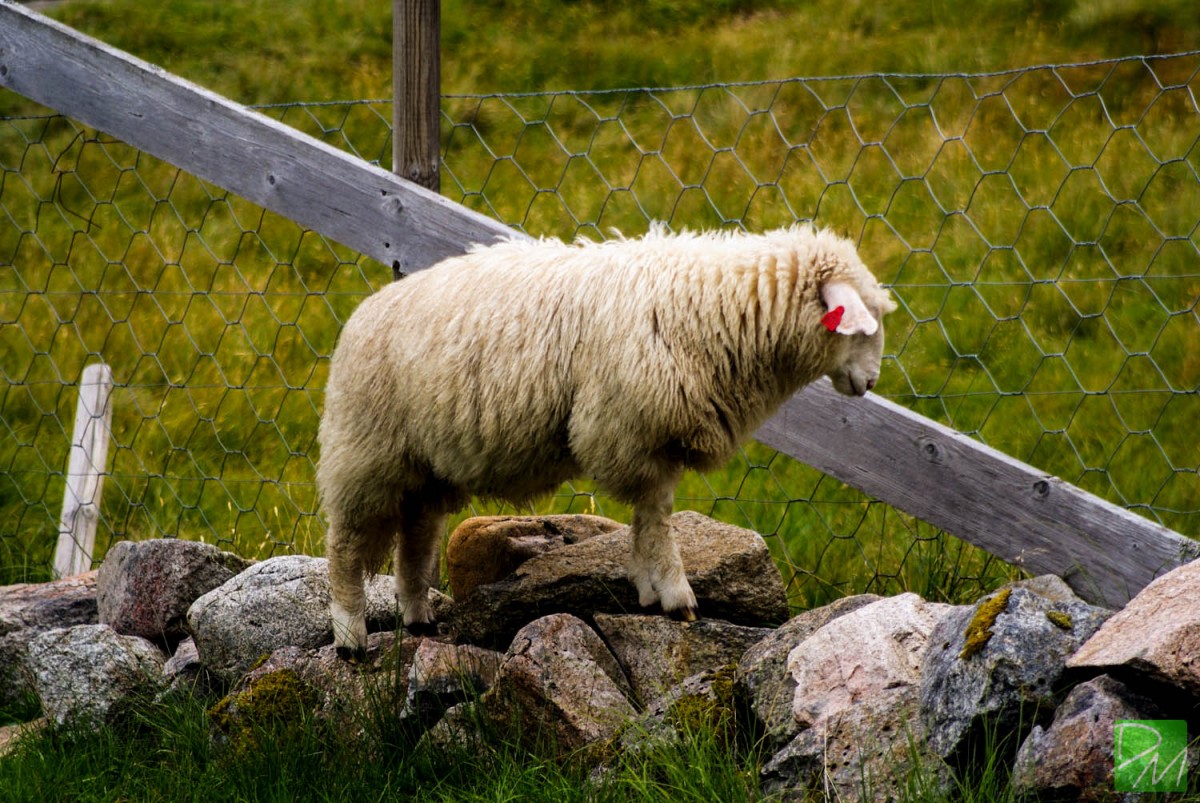 Zdjęcia: Stavanger, Fiordy, Owca, NORWEGIA Zdjęcia: Stavanger, Fiordy, Owca, NORWEGIA