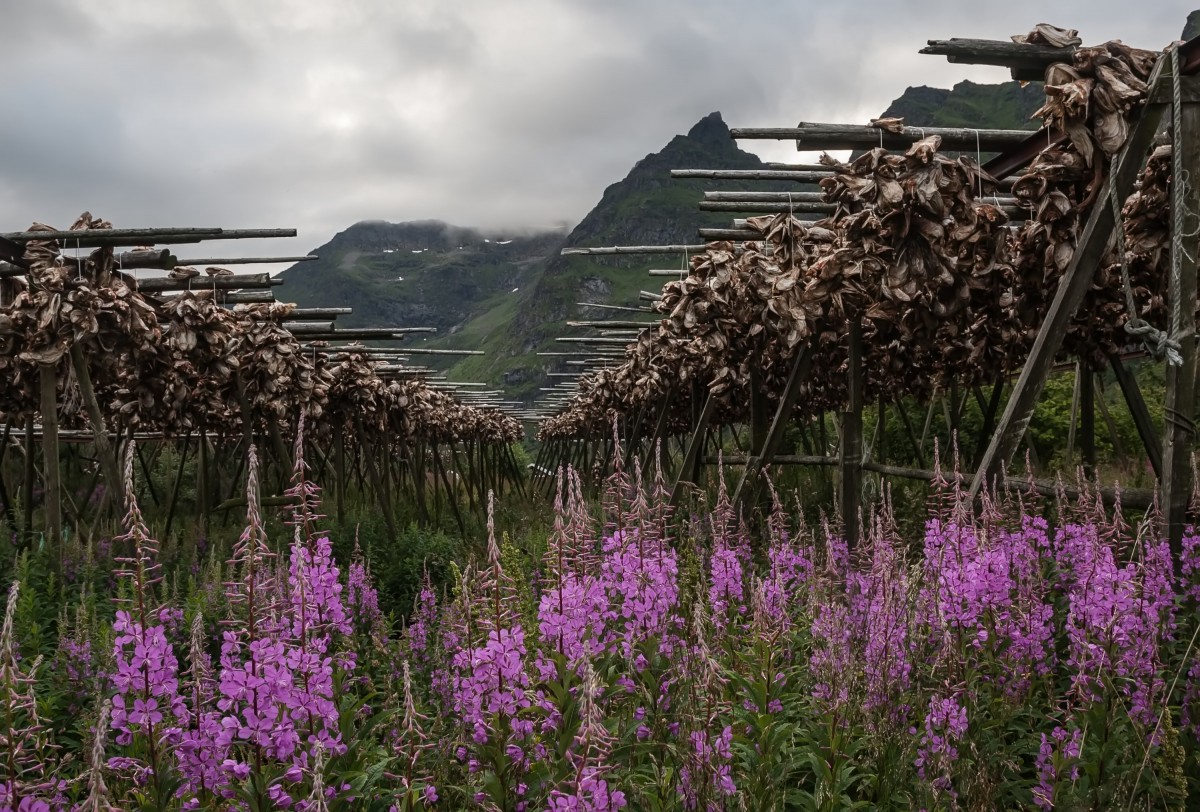 Zdjęcia: Reine, płn. Norwegia, Resztki sztokfiszy...., NORWEGIA Zdjęcia: Reine, płn. Norwegia, Resztki sztokfiszy...., NORWEGIA