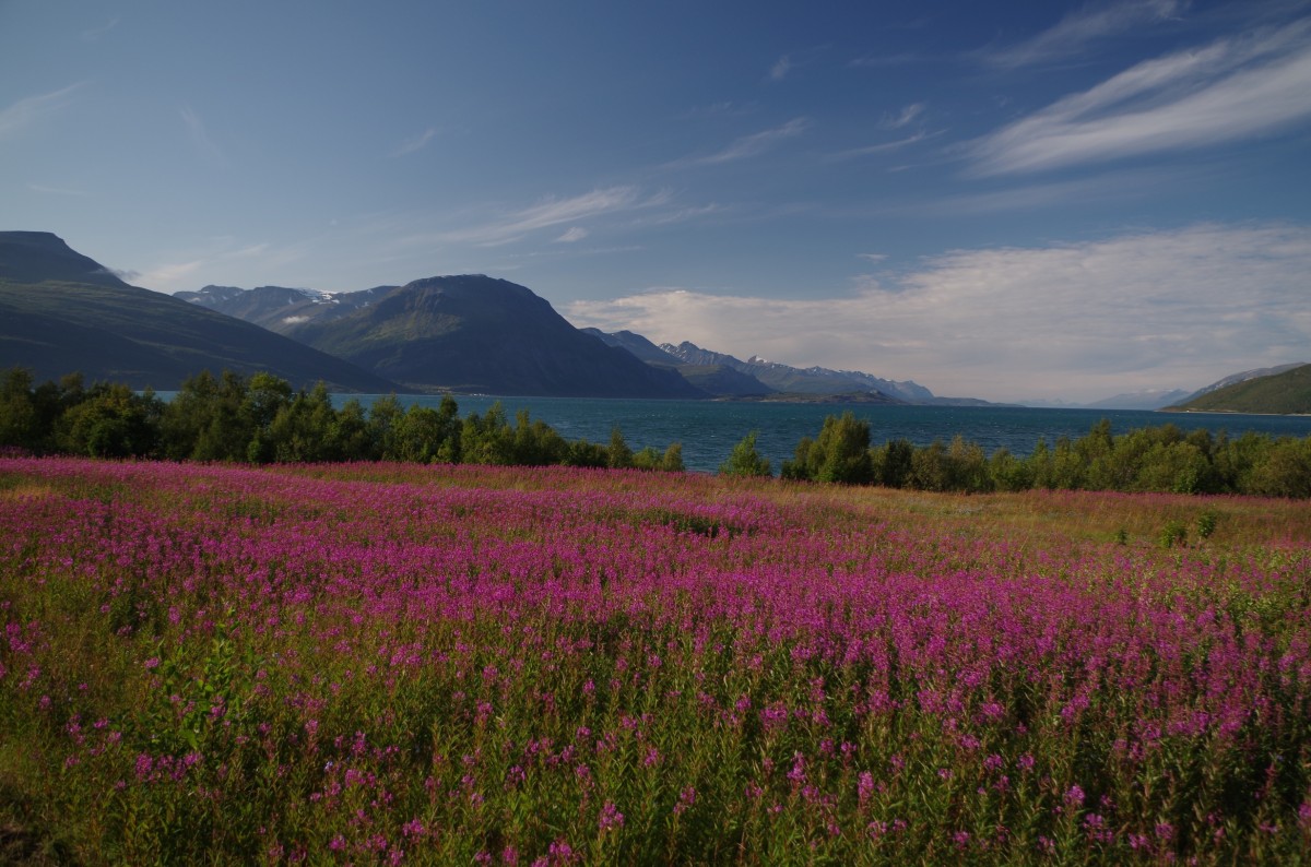 Zdjęcia: Skibotn, Na wysokości Tromso, Północna Norwegia, NORWEGIA Zdjęcia: Skibotn, Na wysokości Tromso, Północna Norwegia, NORWEGIA