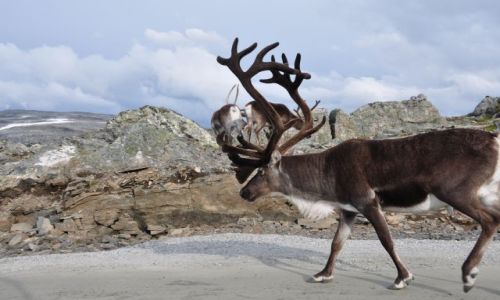 Zdjecie NORWEGIA / srodkowa Norwegia / dalsniba / jeden z wielu 