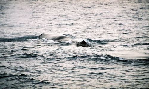 Zdjęcie NORWEGIA / +/- 70 rownoleznik / otwarte wody za szelfem kontynentalnym / Moby Dick - ostatni oddech przed nurkowaniem