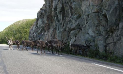 Zdjecie NORWEGIA / - / Norwegia / STOP!