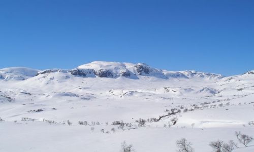 Zdjęcie NORWEGIA / brak / Trasa Bergen-Oslo / 1011 mnpm.