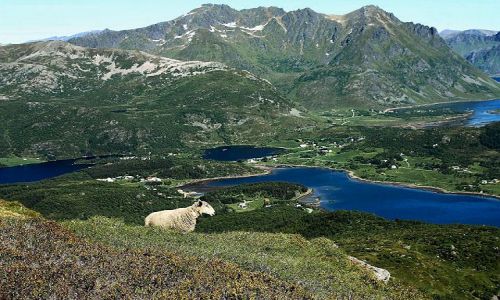 Zdjecie NORWEGIA / - / Lofoty / Lofoty