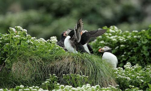 Zdjecie NORWEGIA / - / Klif na Pwyspie Varanger / maskonury