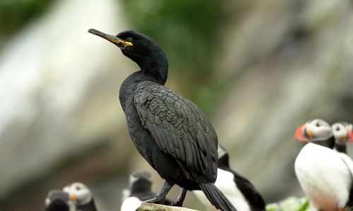 Zdjecie NORWEGIA / - / Klif na Pwyspie Varanger / kormoran czubaty
